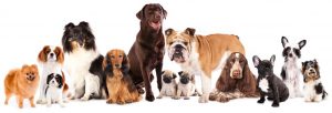 First time dog owner? – Here are the best first time breeds