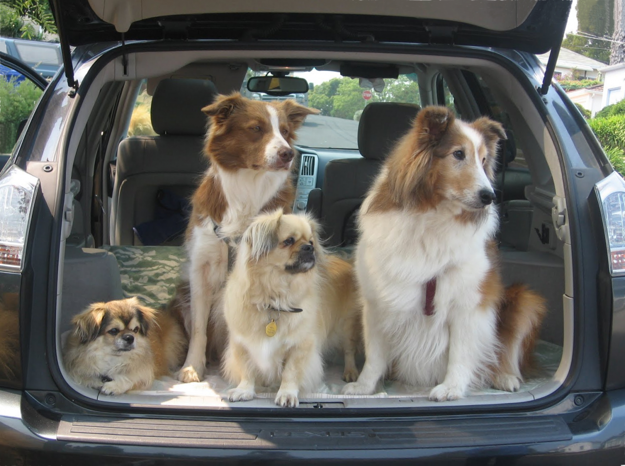 Dog car trips