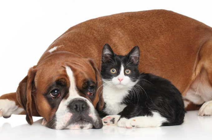 What dog breeds are best suited with cats